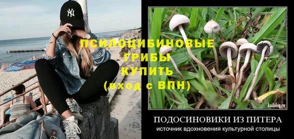 прущие грибы Аркадак